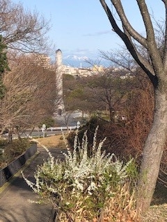 雪柳越しに見る伊吹山.jpg