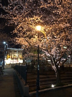名古屋納屋橋の夜桜.jpg